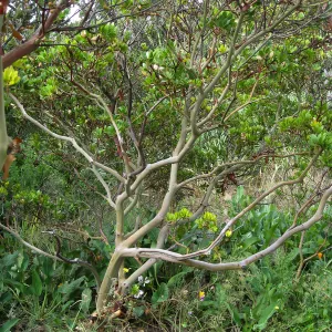 Arctostaphylos 'Canyon Sparkles' in the Meadow in poor condition