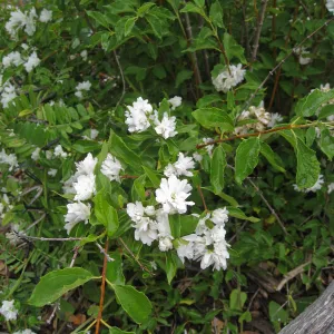 Philadelphus lewisii near picnic area