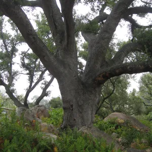 Meadow Oaks (Coastal Live Oak)