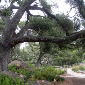 Meadow Oaks