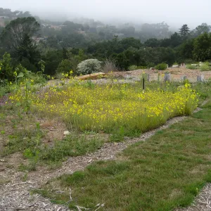 Lawn trial at the Gane stie