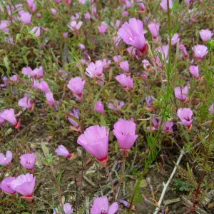 Clarkia rubicunda at the Gane site