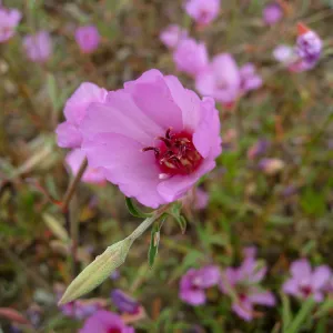 Clarkia rubicunda at the Gane site
