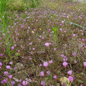 Clarkia rubicunda at the Gane site