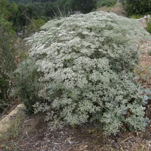 Eriogonum giganteum in flower at the Gane site
