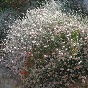 Eriogonum cinereum (coastal wild buckwheat), Campbell Trail