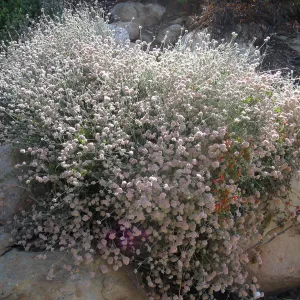 Eriogonum cinereum (coastal wild buckwheat), Campbell Trail
