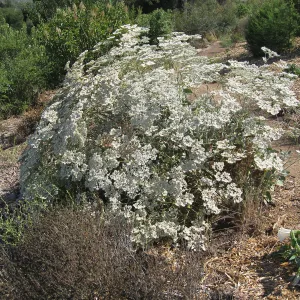 Eriogonum giganteum at the Gane site