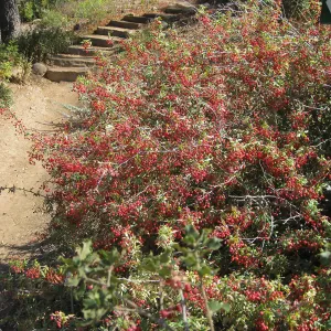 Berberis nevinii in fruit on Porter Trail