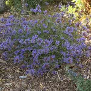 Salvia 'Arroyo Azul'