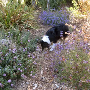 Monardella 'Russian River', Salvia 'Arroyo Azul'