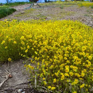 Lasthenia californica, goldfields at Gane site