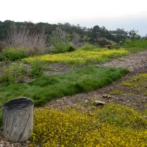 Lasthenia californica, goldfields at Gane site