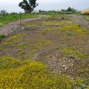Lasthenia californica, goldfields at Gane site