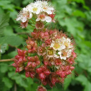 Calycanthus occidentalis, spice bush in fruit in the Arroyo