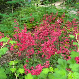 Heuchera 'Canyon Delight' in the Arroyo