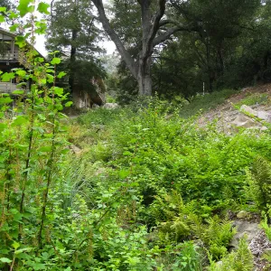 The Arroyo