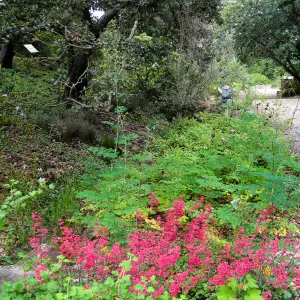 Heuchera 'Canyon Delight' in the Arroyo