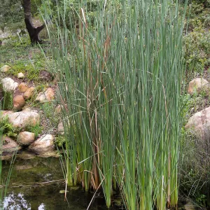 Cat-tail, Typha angustifolia in the Arroyo pond