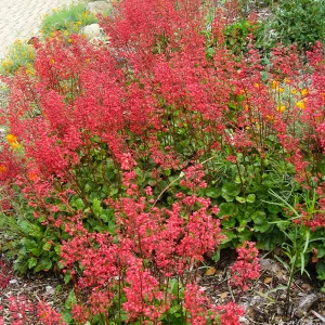 Heuchera Santa Ana Cardinal on Parking Lot Bank
