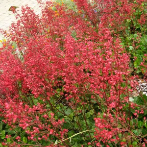 Heuchera Santa Ana Cardinal on Parking Lot Bank