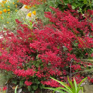 Heuchera Santa Ana Cardinal on Parking Lot Bank