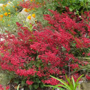 Heuchera Santa Ana Cardinal on Parking Lot Bank