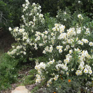 Carpenteria californica on Parking Lot Bank