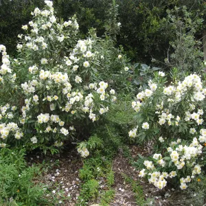 Carpenteria californica on Parking Lot Bank