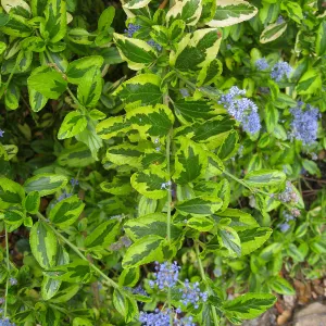 Ceanothus 'El Dorado'