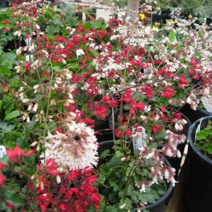 Heuchera cultivars for sale