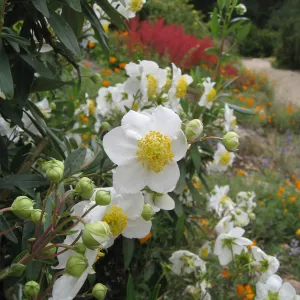 Carpenteria with Heuchera 'Santa Ana Cardinal' in background on Parking Lot Bank
