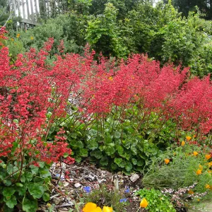 Heuchera 'Santa Ana Cardinal' on Parking Lot Bank