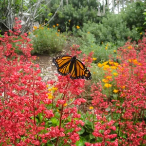 Monarch Butterfly on Heuchera Santa Ana Cardinal on Parking Lot Bank