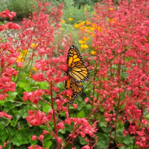 Heuchera 'Santa Ana Cardinal' on Parking Lot Bank