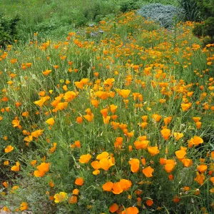 California poppy in upper Meadow