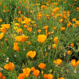 California poppy in upper Meadow