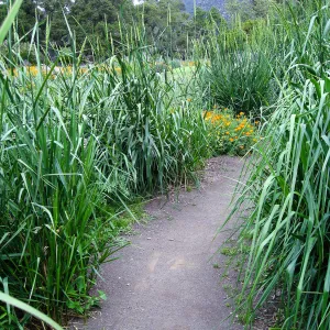 Leymus condensatus in Meadow by Junipers