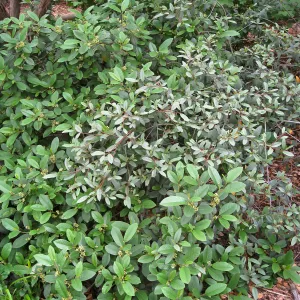Rhamnus california and Rhamnus tomentella at entrance Kiosk