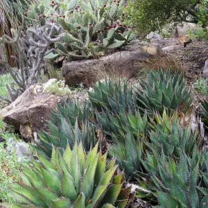 Desert Section, Agave shawii