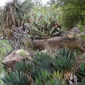 Desert Section