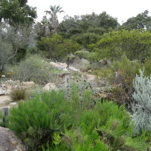 Desert Section