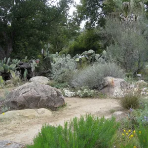 Desert Section