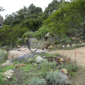 Desert Section