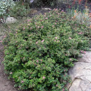 Calliandra eriophylla in Desert Section