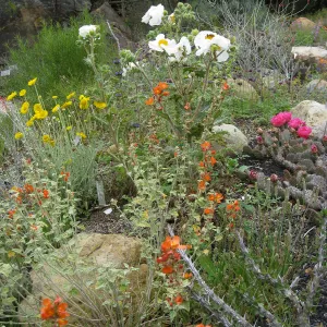 Wildflower display in Desert Section