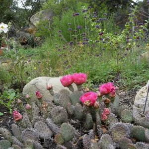 Opuntia basilaris in flower in the Desert Section