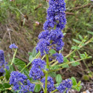Ceanothus cyaneus flower on Porter Trail