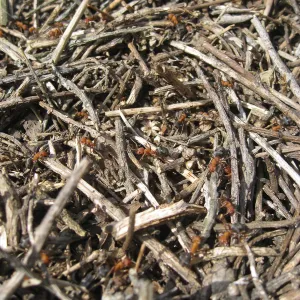 San Bruno Mountain, ant nest