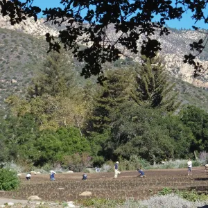 Meadow Revival Project, Blue Gramma Plug Planting, Volunteers from Hofmann Architecture
